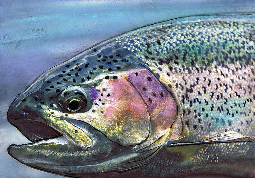 Trota iridea, pesce arcobaleno Sfondo HD