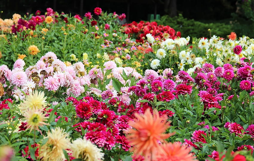 Blumen, Blumenbeet, Blumenbeet, Dahlien, Lot HD-Hintergrundbild