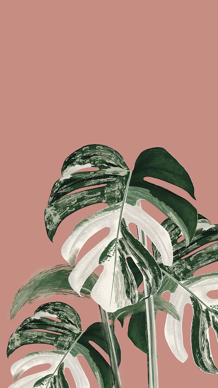 Monstera Variegata. Esboços de plantas, Planta, Arte vegetal, Folha rosa e verde Papel de parede de celular HD