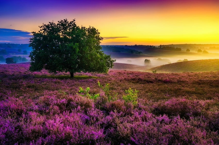 Morning mist, morning, landscape, meadow, beautiful, sunrise, tree, mist, wiuldflowers, field, sky, amazing, lovely HD wallpaper