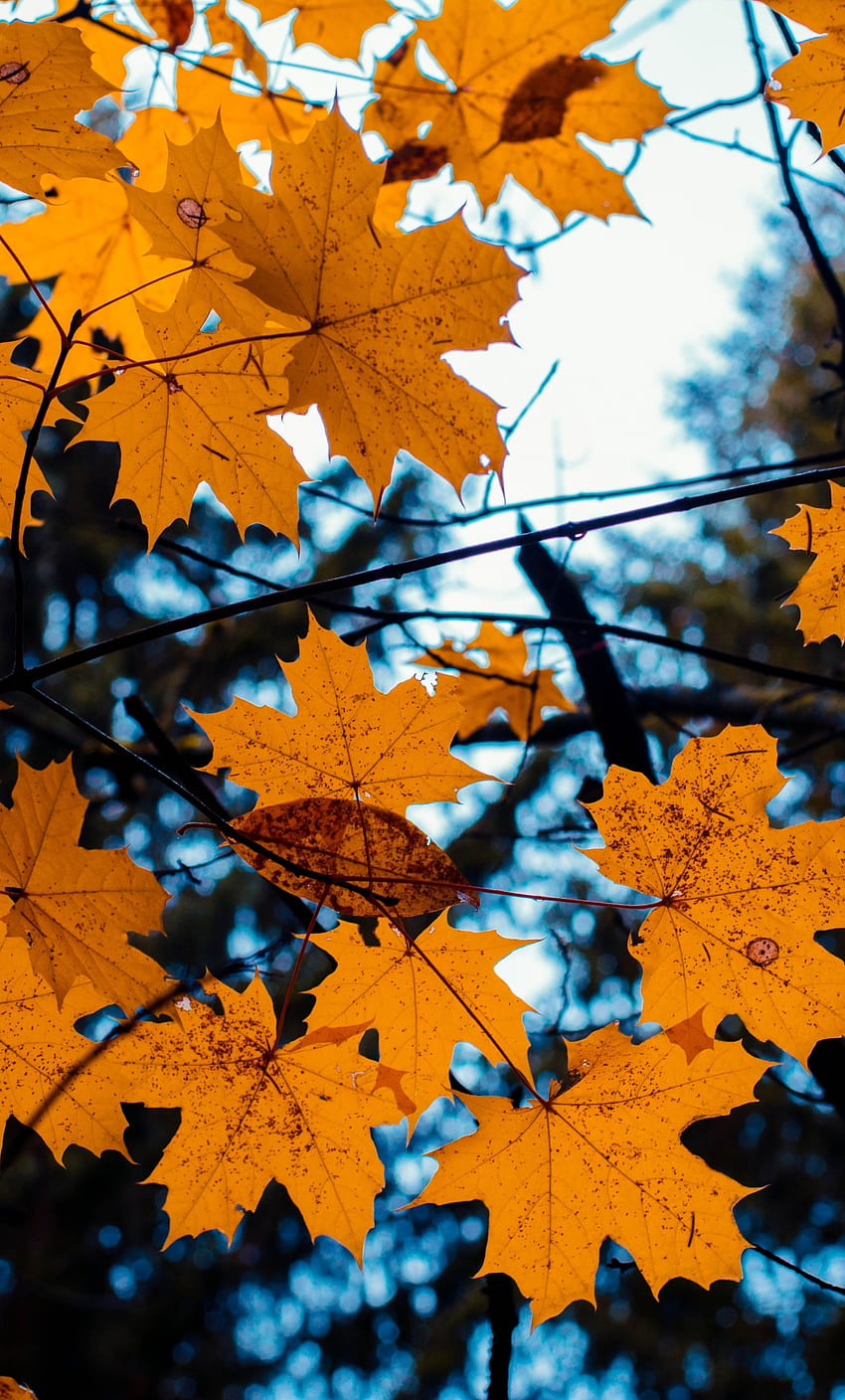 klon, odchodzi, żółty, gałąź drzewa, jesień , iphone 6 plus, , tło, 4386, Yellow Leaf Tapeta na telefon HD