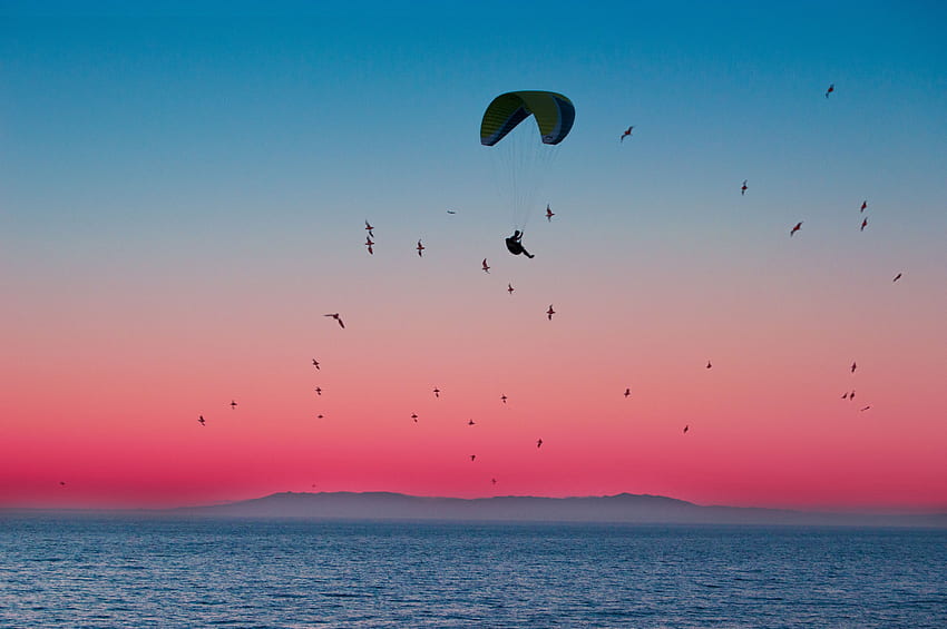 Sports, Birds, Sea, Horizon, Flight, Paragliding, Paraglider, Parachute HD wallpaper