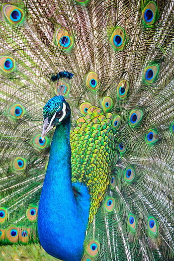 Page 13 | peacock HD wallpapers | Pxfuel