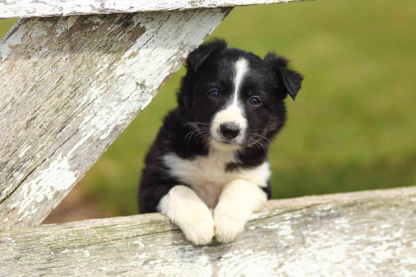 子犬、犬、動物、白、黒、かわいい、木、緑、ボーダーコリー、フェンス、足、ケイン 高画質の壁紙
