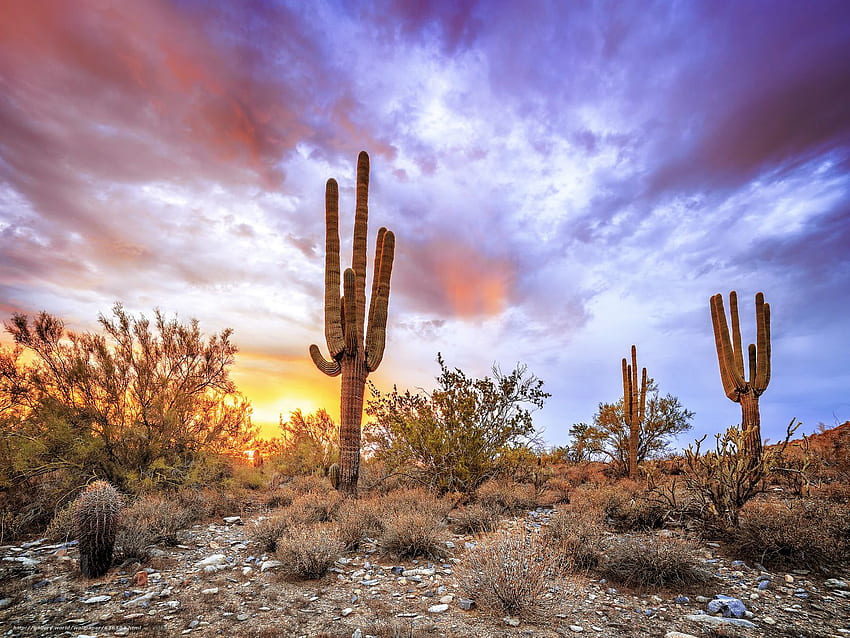 Sunset, Sonoran Desert, Arizona, landscape HD wallpaper | Pxfuel