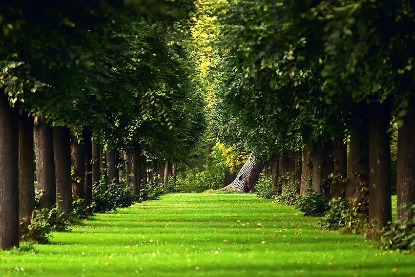 ธรรมชาติ ต้นไม้ ใบไม้ ฤดูร้อน สวนสาธารณะ ซอย สนามหญ้า ลู่วิ่ง วอลล์เปเปอร์ HD