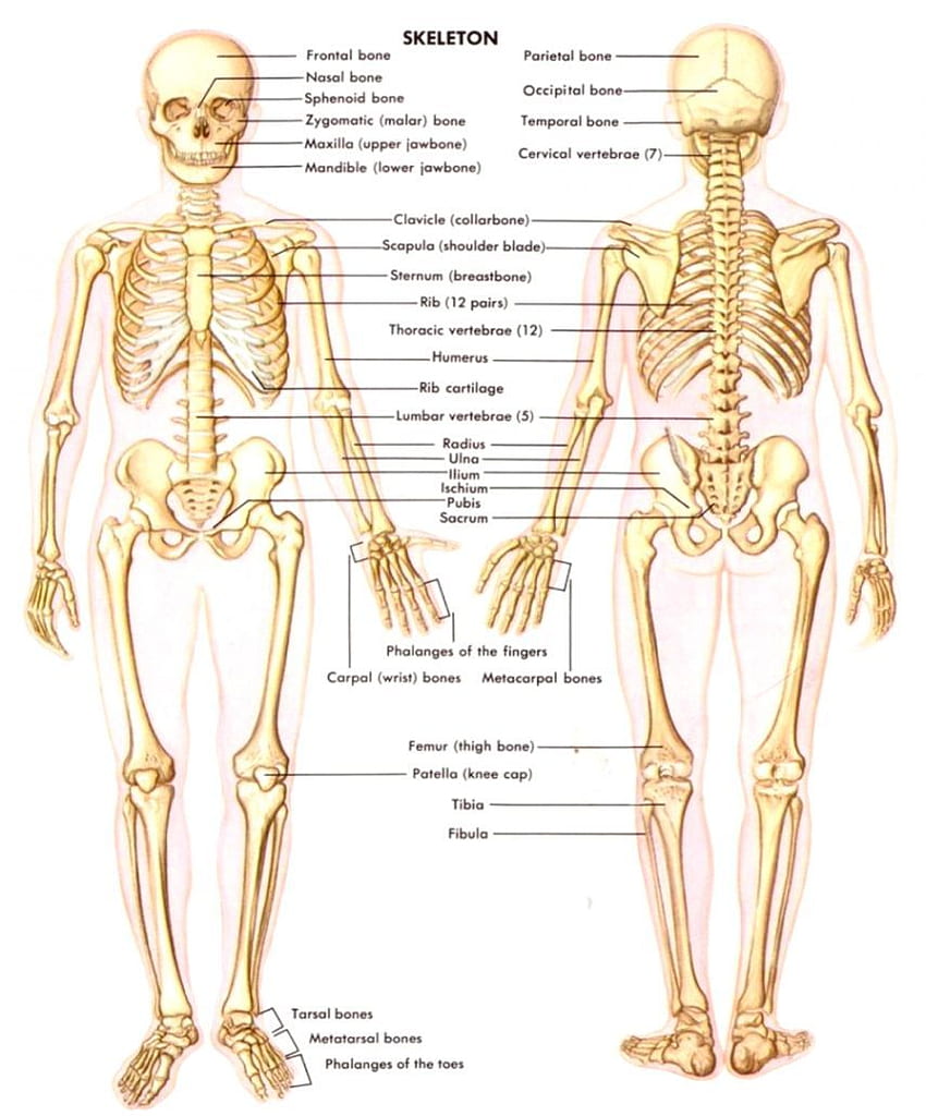 Anatomie et physiologie humaines Fond d'écran de téléphone HD