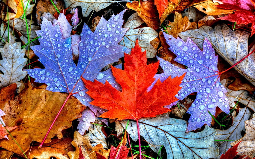 Tapis de feuilles d'automne colorées -, Feuilles colorées Fond d'écran HD