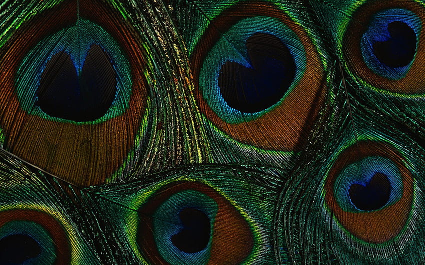 Peacock feathers, blue, feather, green, red, texture, peacock HD wallpaper