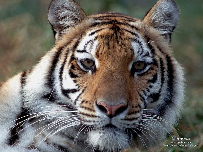 Tygrys - Biały Tygrys - Tygrys bengalski i syberyjski Tapeta HD