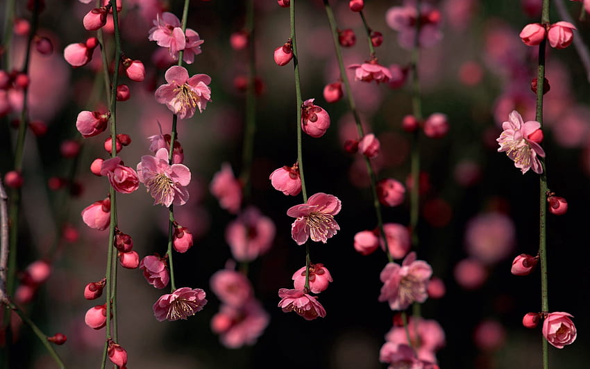Nature, Flowers, Pink, Branches HD wallpaper