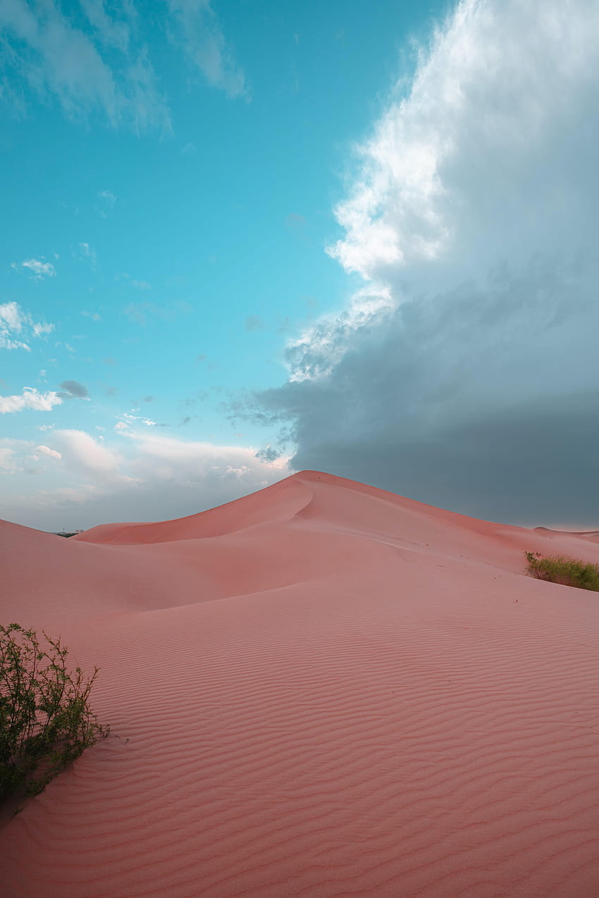 Natura, piasek, pustynia, krzak, wzgórze, wydmy Tapeta na telefon HD