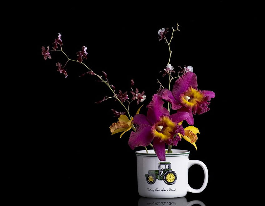 Orchids in a cup, purple, black background, yellow, john deere cup, orchids HD wallpaper