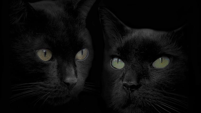 Gatos nuevos 79 de gatos lindos y gato negro fondo de pantalla