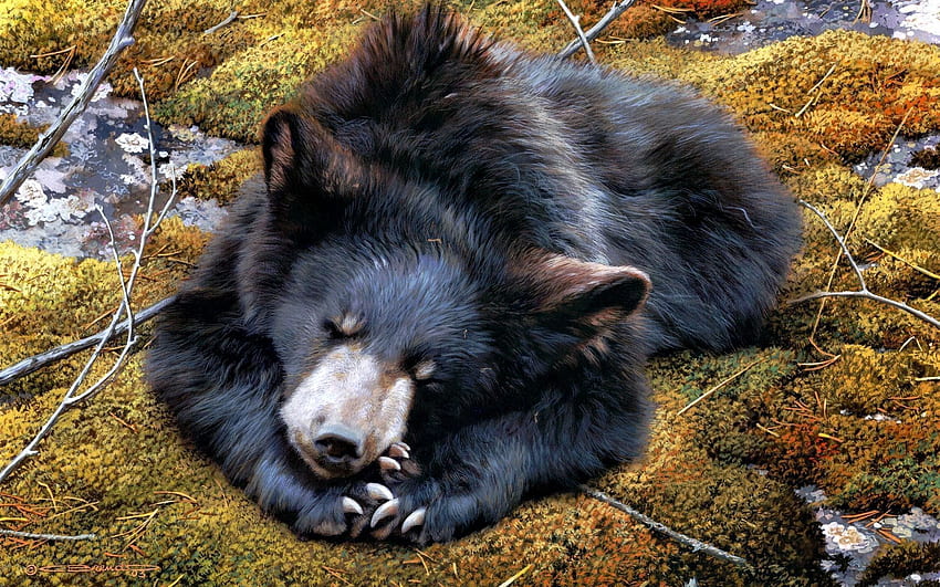 Animals, To Lie Down, Lie, Bear, Moss, Variety HD wallpaper