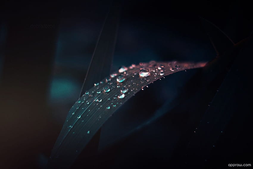 Dark Leaf Water Drops - Wassertropfen - Appraw HD-Hintergrundbild