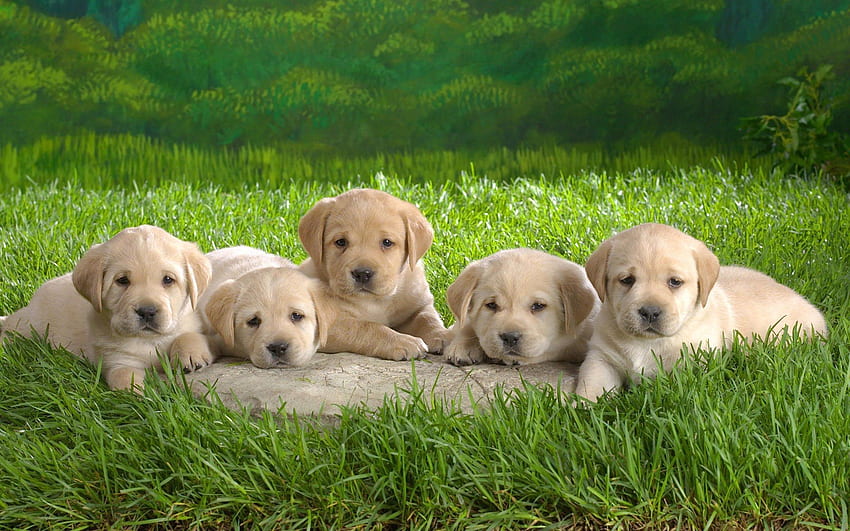 Animals, Dogs, Grass, Labrador, Puppies HD wallpaper