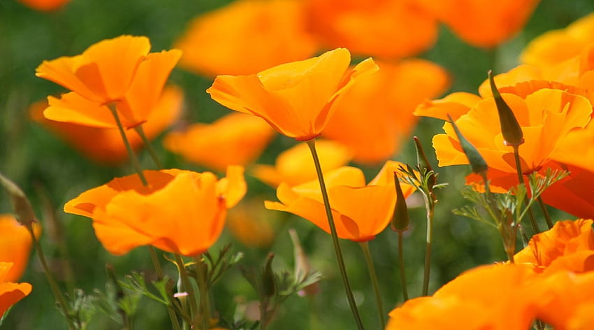 Orange Poppies, bunga poppy, batang, poppy, kelopak bunga, hijau, alam, bunga, oranye Wallpaper HD