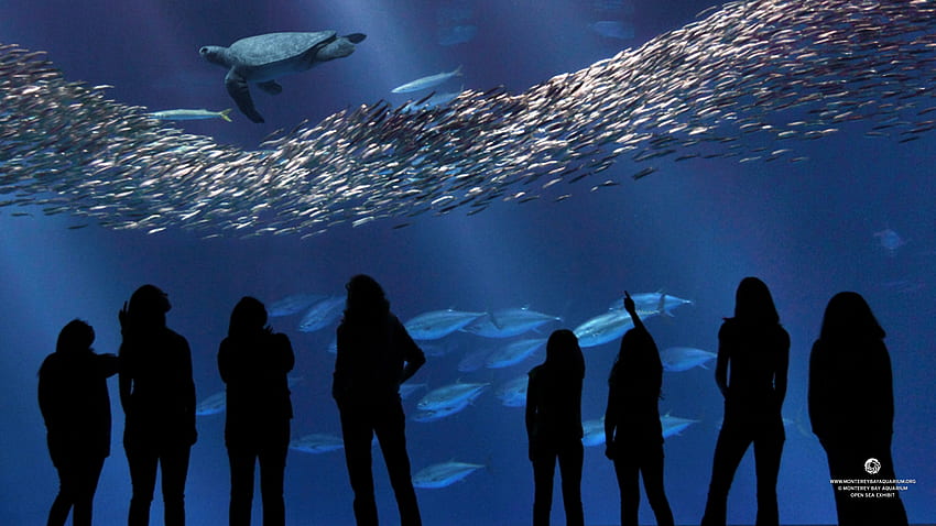 Monterey Bay Aquarium HD wallpaper