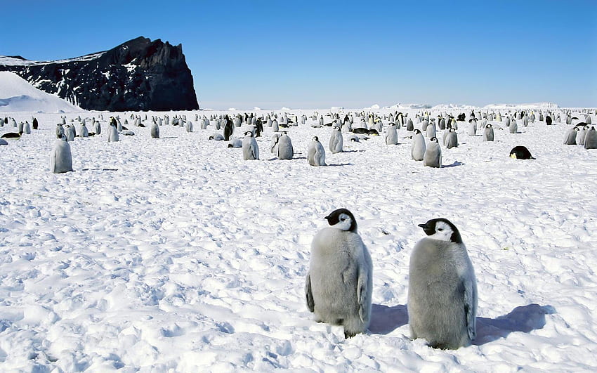 penguins, Happy, Feet, Emperor, Antarctica / HD wallpaper