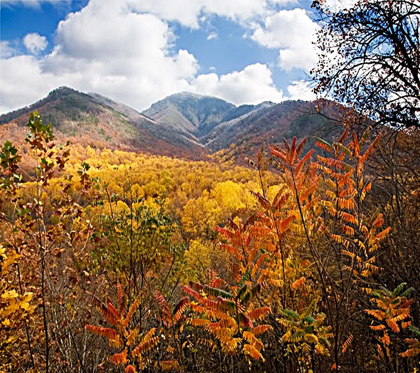 Fall in the Smokies~, smnp, montanhas esfumaçadas, outono, cores, montanhas papel de parede HD