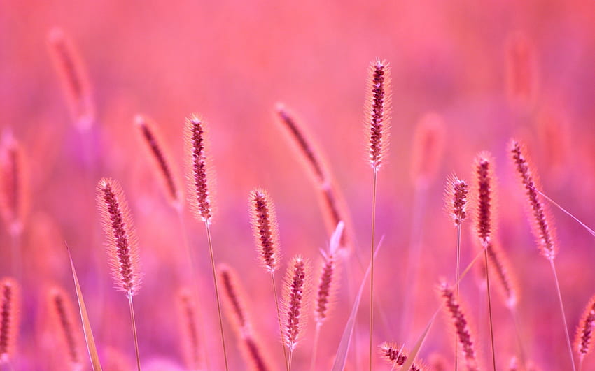 Summer, pink, stem, nature, vara HD wallpaper | Pxfuel