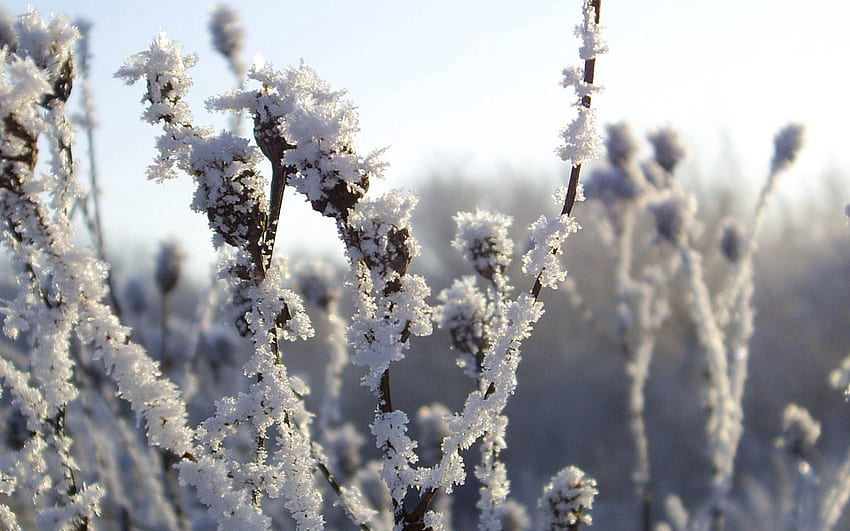 Inverno, Natureza, Gelo, Neve, Arbusto, Geada, Geada, Frio papel de parede HD