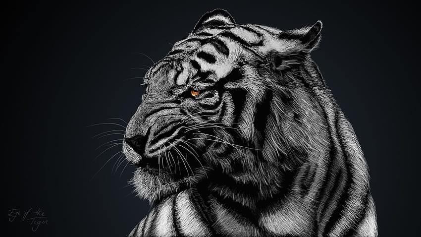 Tigre in bianco e nero, faccia da tigre bianca Sfondo HD