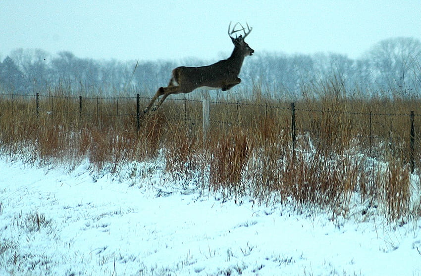 Big Whitetail Bucks Whitetail Buck - Whitetail Deer Background HD wallpaper