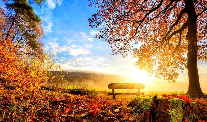 Autumn rest, sunshine, rays, bench, sunlight, glow, fall, beautiful, leaves, rest, branches, autumn, foliage HD wallpaper