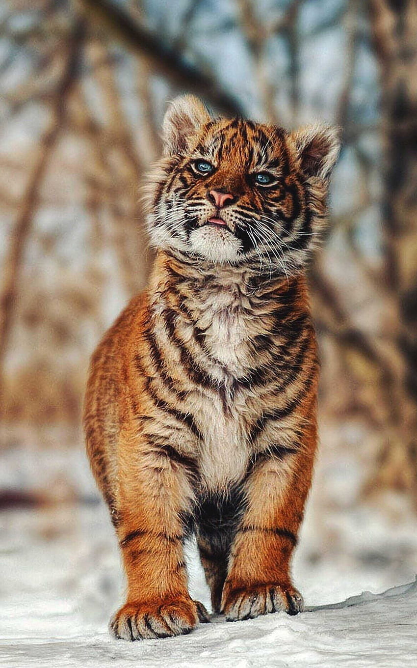 Baby Tiger - Awesome, Beautiful Abstract Tiger HD phone wallpaper
