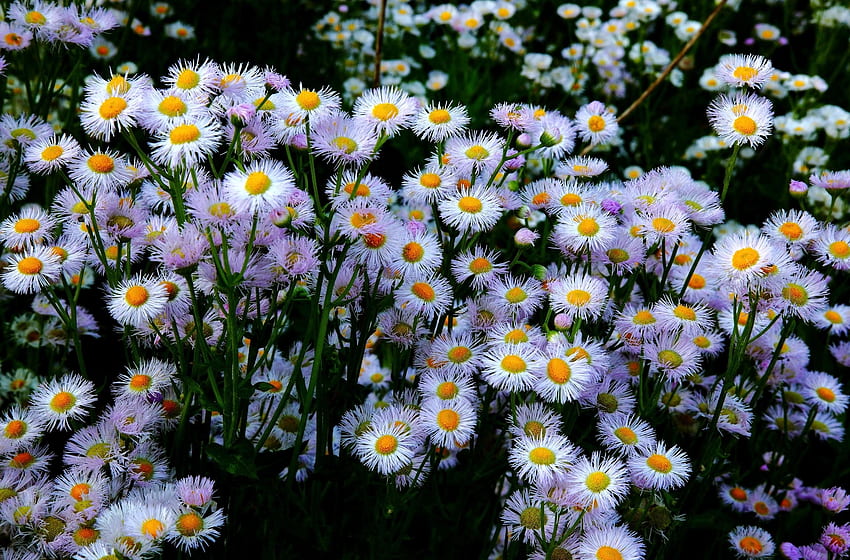 Blumen, Blumenbeet, Blumenbeet, Lot, Astern HD-Hintergrundbild