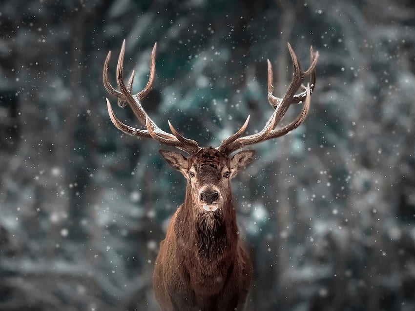 HD wallpaper animals Elk forest Long Exposure majestic casual channel   Wallpaper Flare