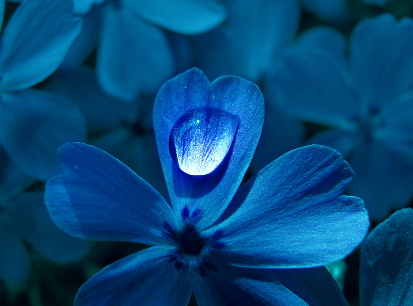Flower Blues, beautiful, nature, blues, flower HD wallpaper