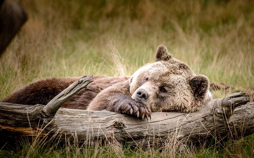 Animais, Brown, Urso, Relaxamento, Descanso, Log papel de parede HD