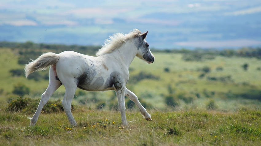 Beautiful White Horse - Wild Horse HD wallpaper