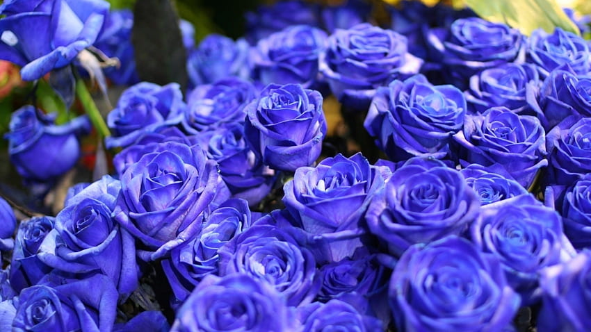 Rose, Blumen, Blume, Rosen, Bokeh, Landschaft, Natur, Garten / und Mobiler Hintergrund, Blauer Rosengarten HD-Hintergrundbild