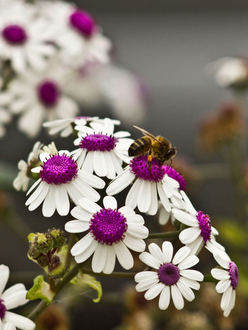 ผึ้งบนโมบายดอกไม้สีขาวแสนสวย วอลล์เปเปอร์โทรศัพท์ HD
