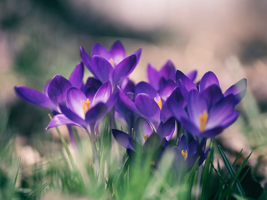 Crocus violet, fleurs, gros plan, fleur Fond d'écran HD