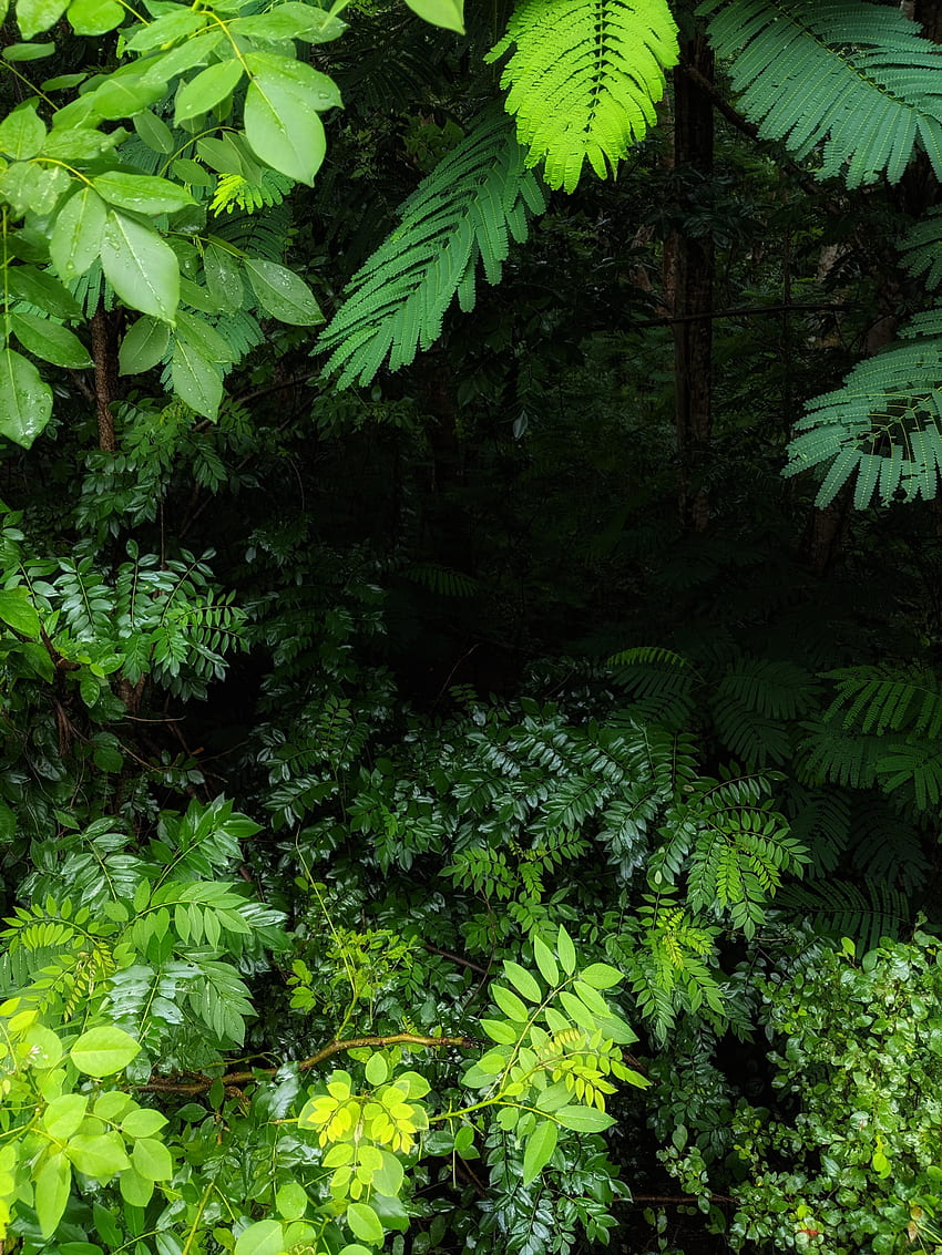 열대우림 케랄라 인도 [OC] 3024 4032 HD 전화 배경 화면