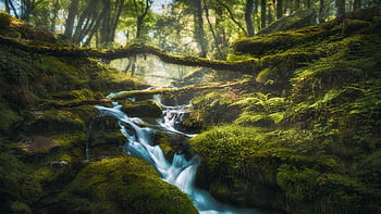 Dartmoor's Pygmy Forest