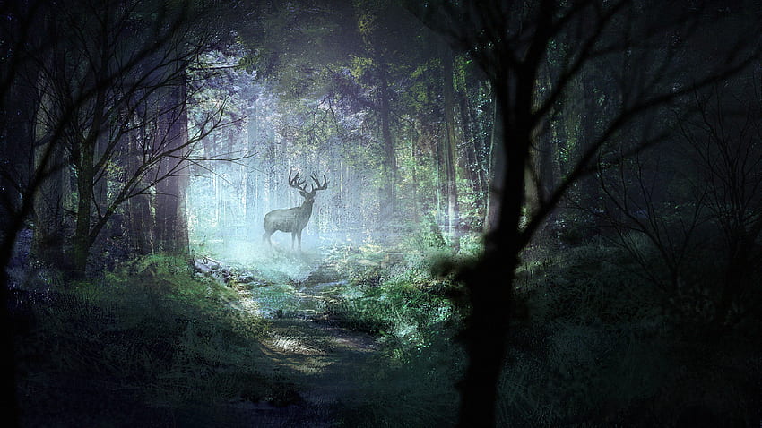 예술, 광택, 빛, 숲, 야생 생물, 사슴 HD 월페이퍼