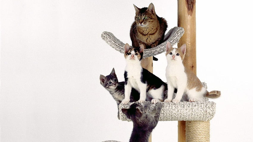 Scratch Post, animals, pets, cats, nature, cute animals, kittens HD wallpaper