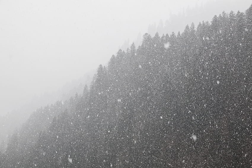 Inverno, Natura, Neve, Foresta, Bw, Chb, Tempesta di neve Sfondo HD