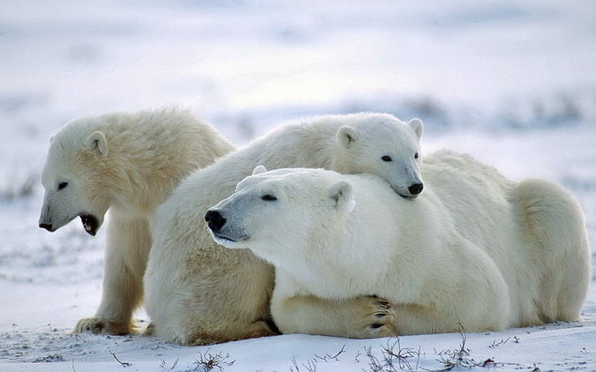 Zwierzęta, śnieg, niedźwiedź, rodzina, opieka, niedźwiedź polarny Tapeta HD
