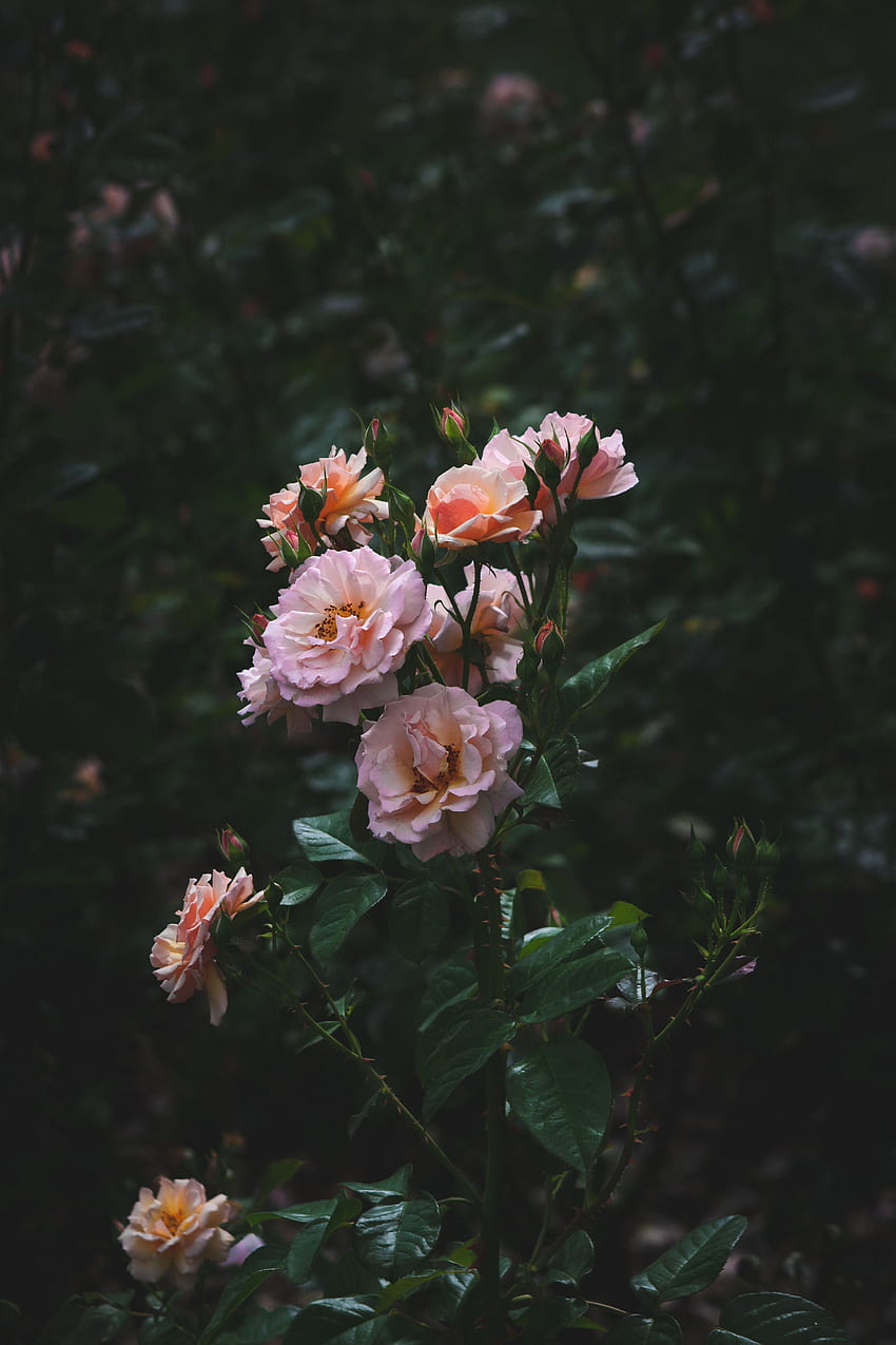 Blumen, Rosen, Strauch, Blüte, Blüte, Garten, Knospen HD-Handy-Hintergrundbild