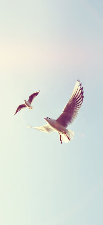 HD wallpaper Dove Pigeon Sea Beach flying bird large group of  animals  Wallpaper Flare