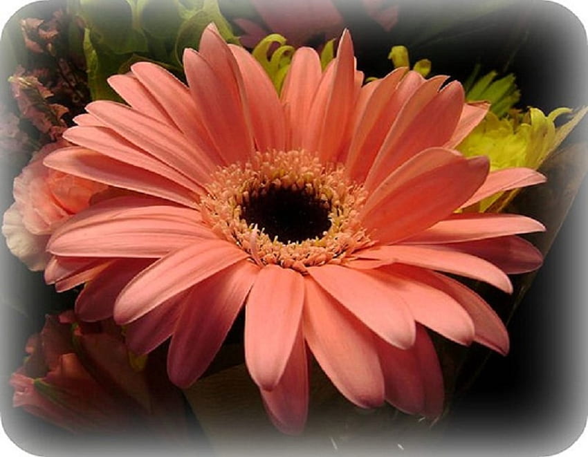 A Flower for {Beth2shy}, other, gerber daisy, nature, flower HD wallpaper