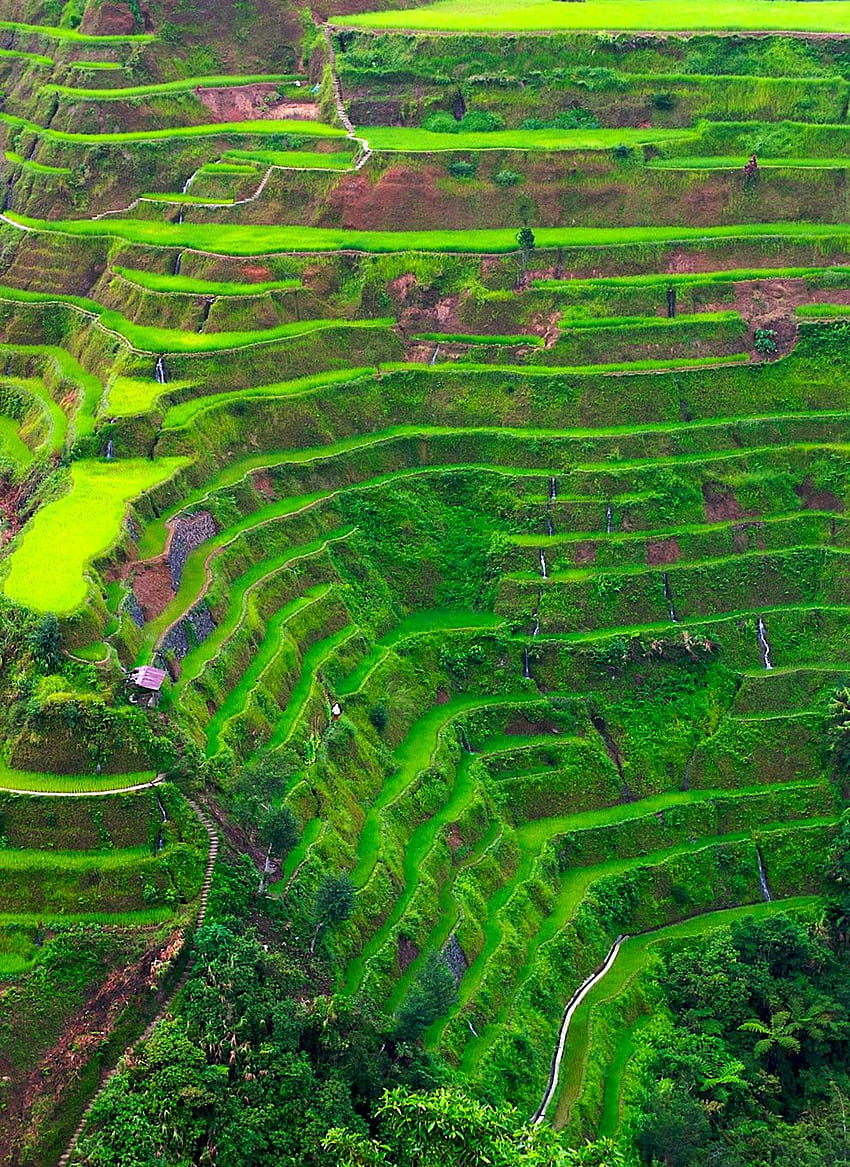 Tremendous Terraced Rice Fields, Rice Fields Bali Indonesia HD phone wallpaper