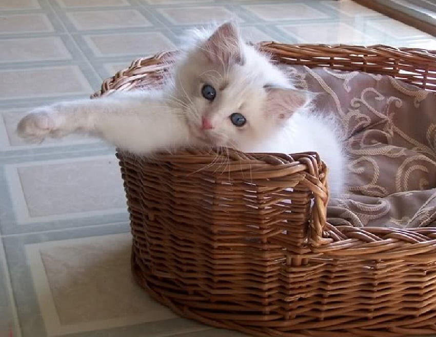 cute fluffy in the basket, basket, cat, fluffy, animals HD wallpaper